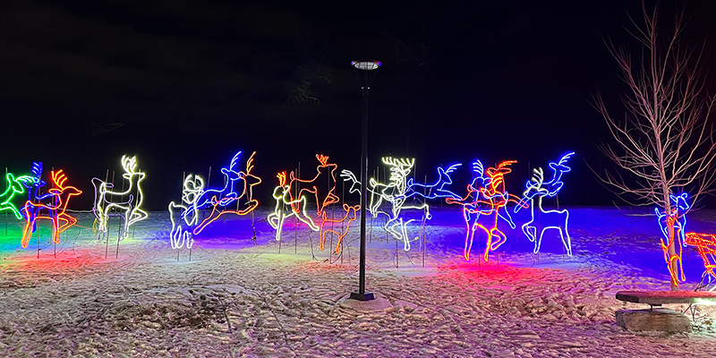 lit up reindeer in multiple different colours of the rainbow set up as if they're prancing across the snow