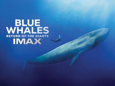 blue whales return of the giants 3D in imax