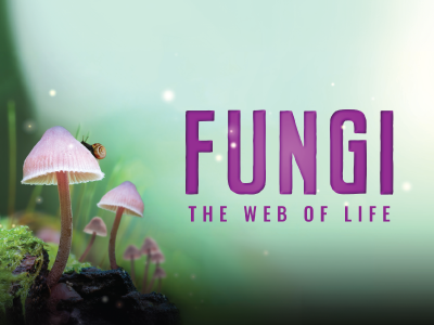 fungi the web of life in imax